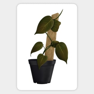 Philodendron Mican Magnet